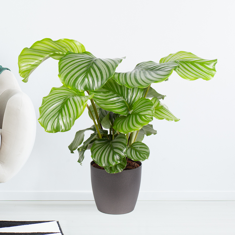 Korbmarante | +/- 70 cm | ø 19 cm | Calathea orbifolia