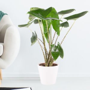 Alocasia Zebrina XL | +/- 70 cm | ø 21 cm | Elefantenohr