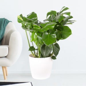 Monstera deliciosa XL | +/- 85 cm | ø 21 cm | Fensterblatt