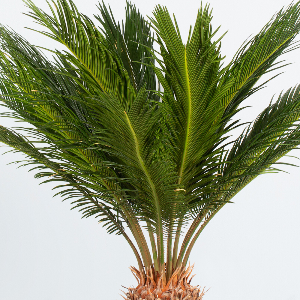 Palmfarn + gratis Topf | +/- 60 cm | ø 17 cm | Cycas revoluta – Bild 2