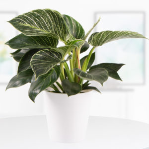 Philodendron + gratis Topf | +/- 30 cm | ø 12 cm | White Wave