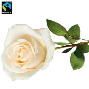 Weiße Fairtrade Premiumrose in edler Verpackung