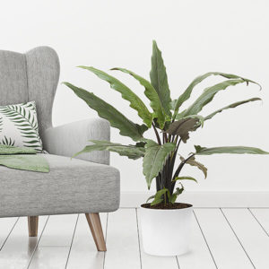 Pfeilblatt (Alocasia Lauterbachiana)