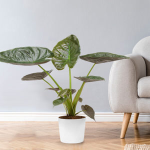 Pfeilblatt (Alocasia wentii)