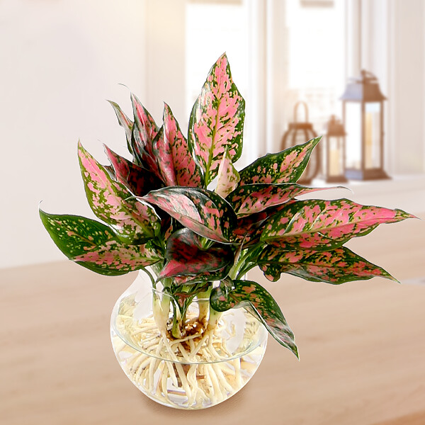 Waterplant Kolbenfaden