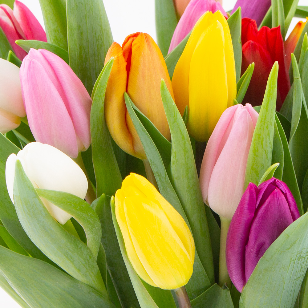 10 Bunte Tulpen – Bild 2