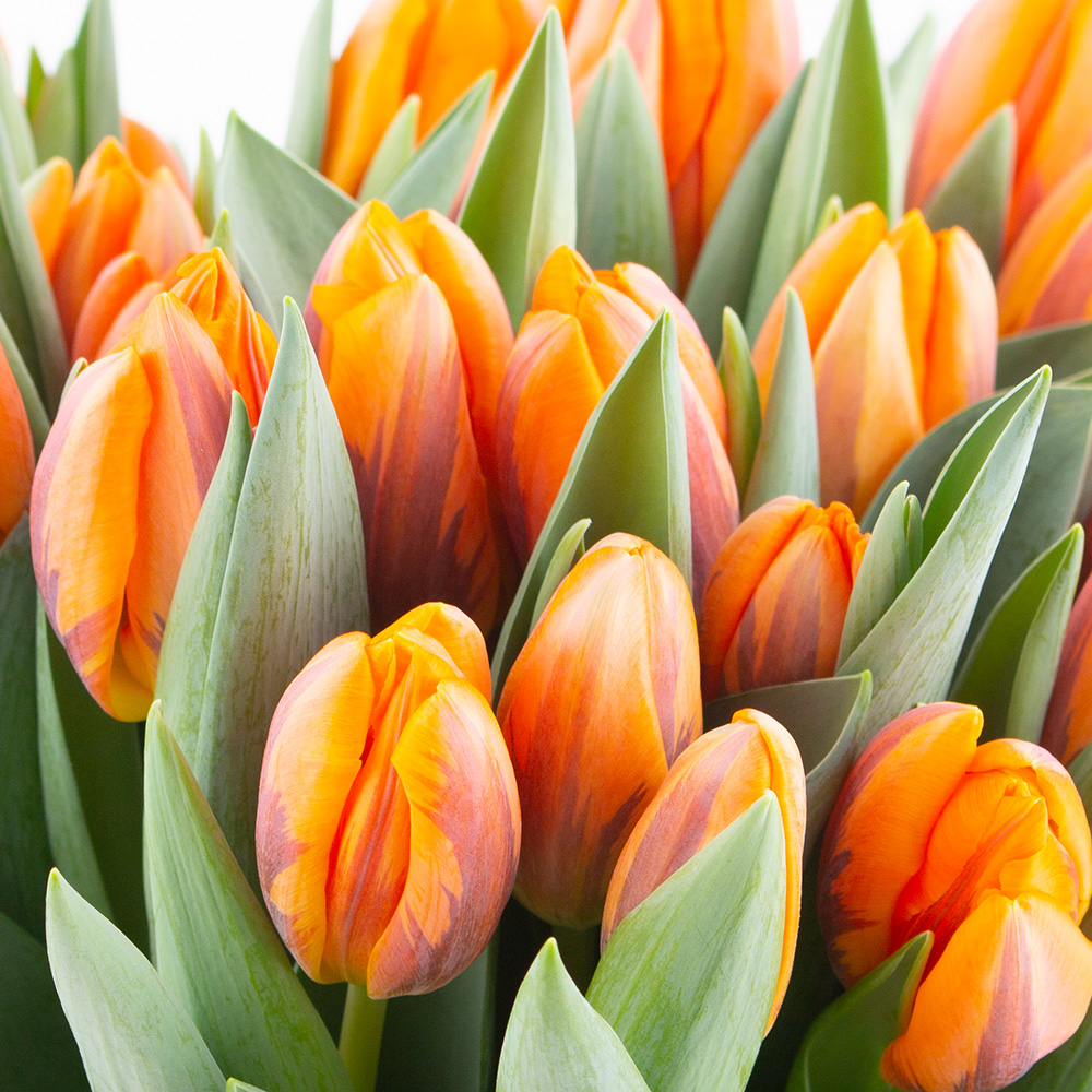 20 Orange Tulpen – Bild 2