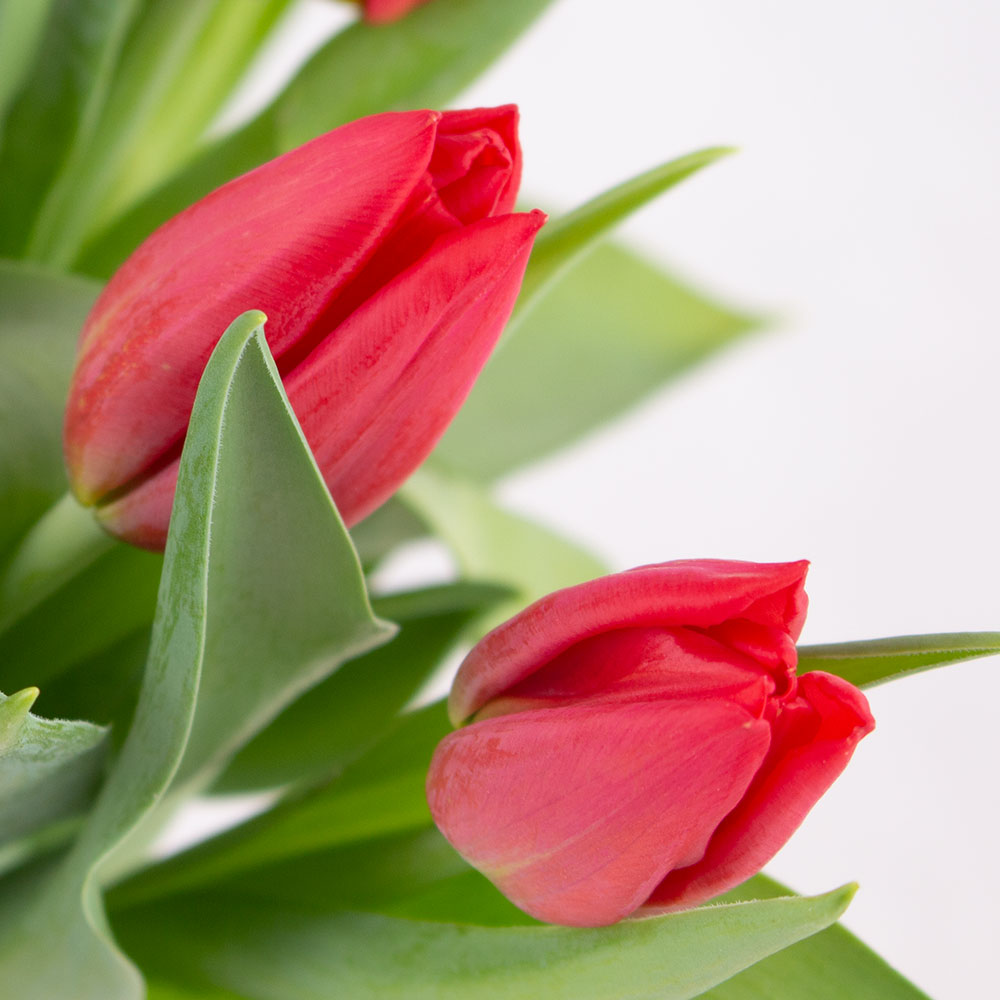 30 Rote Tulpen – Bild 2