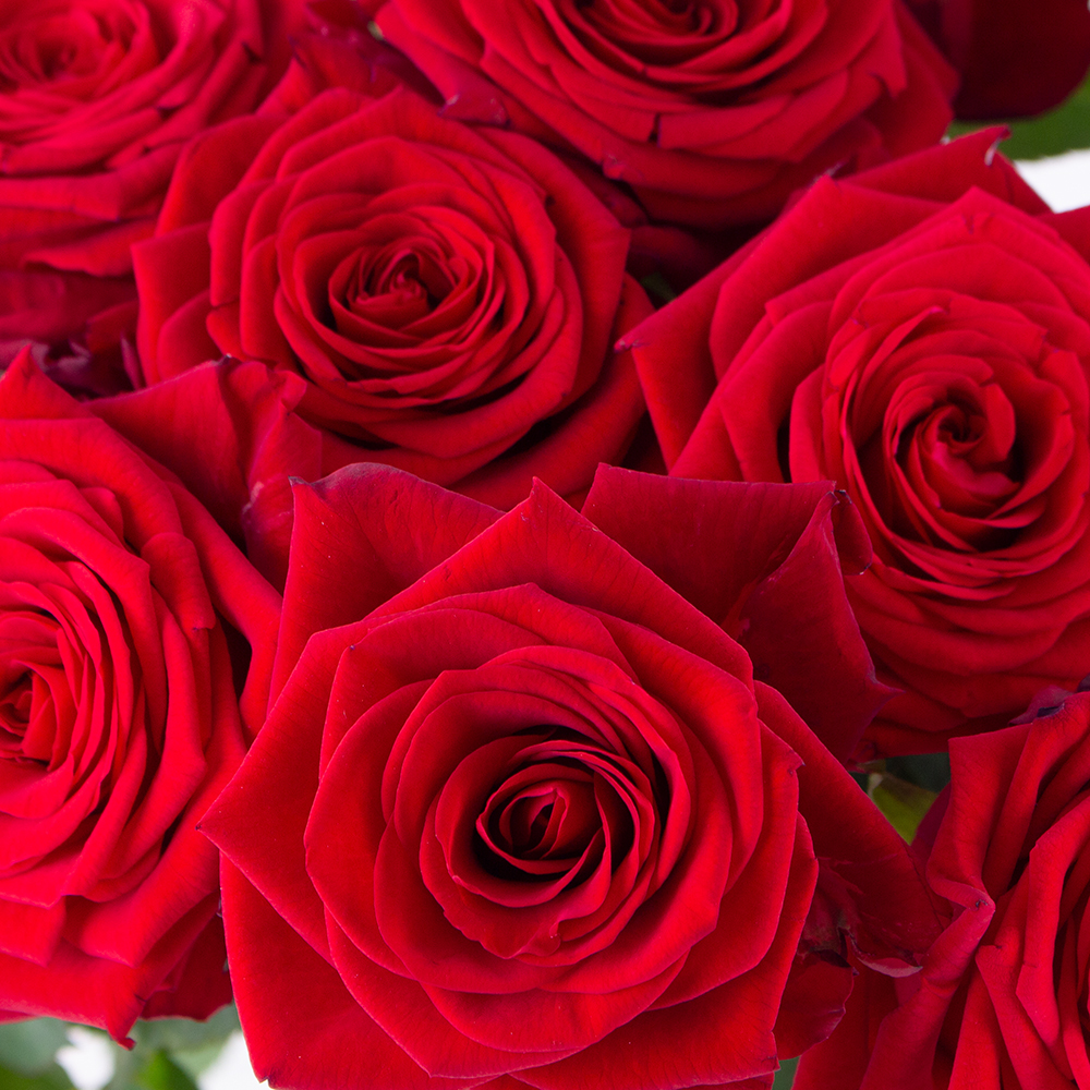 Rote Premium-Rosen Red Naomi (60cm) – Bild 2