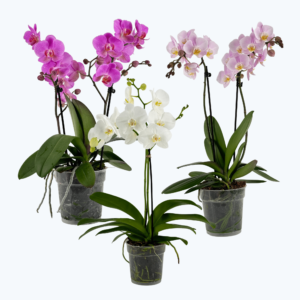 Große Two of Us Farbmix im 3er Set mit 2 Rispen