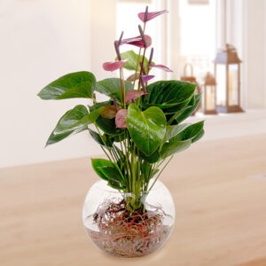 Waterplant Anthurie Baby Purple