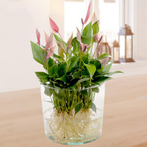 Waterplant Anthurie Lilli Lilli