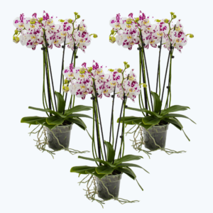 Große Two of Us mit getupften Blüten im 3er Set mit 4+ Rispen