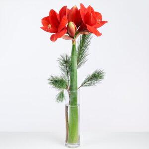 Merry Amaryllis