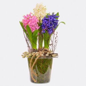 Wunderschöne Hyazinthen im Glas