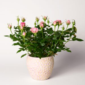 Rose Carousell im hübschen Keramiktopf