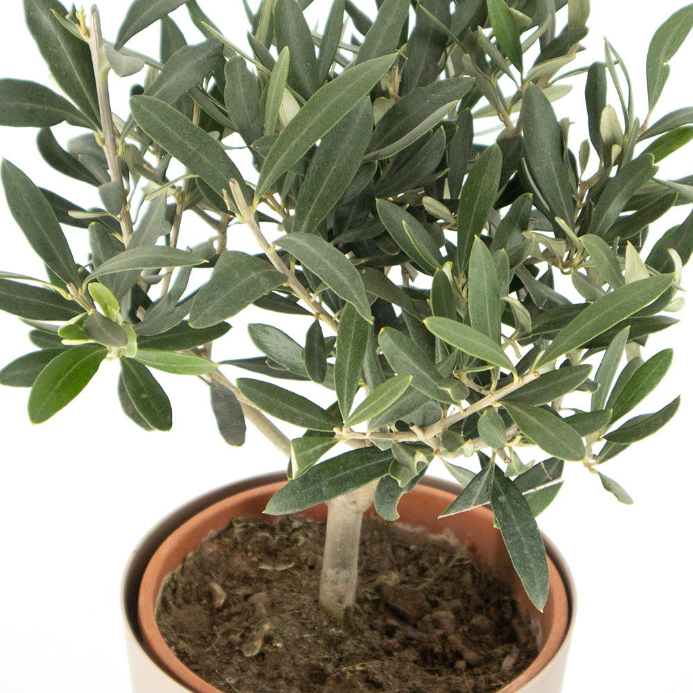 Olivenbaum (Busch) + gratis Topf | +/- 30-40 cm | ø 15 cm | Olea Europaea – Bild 2