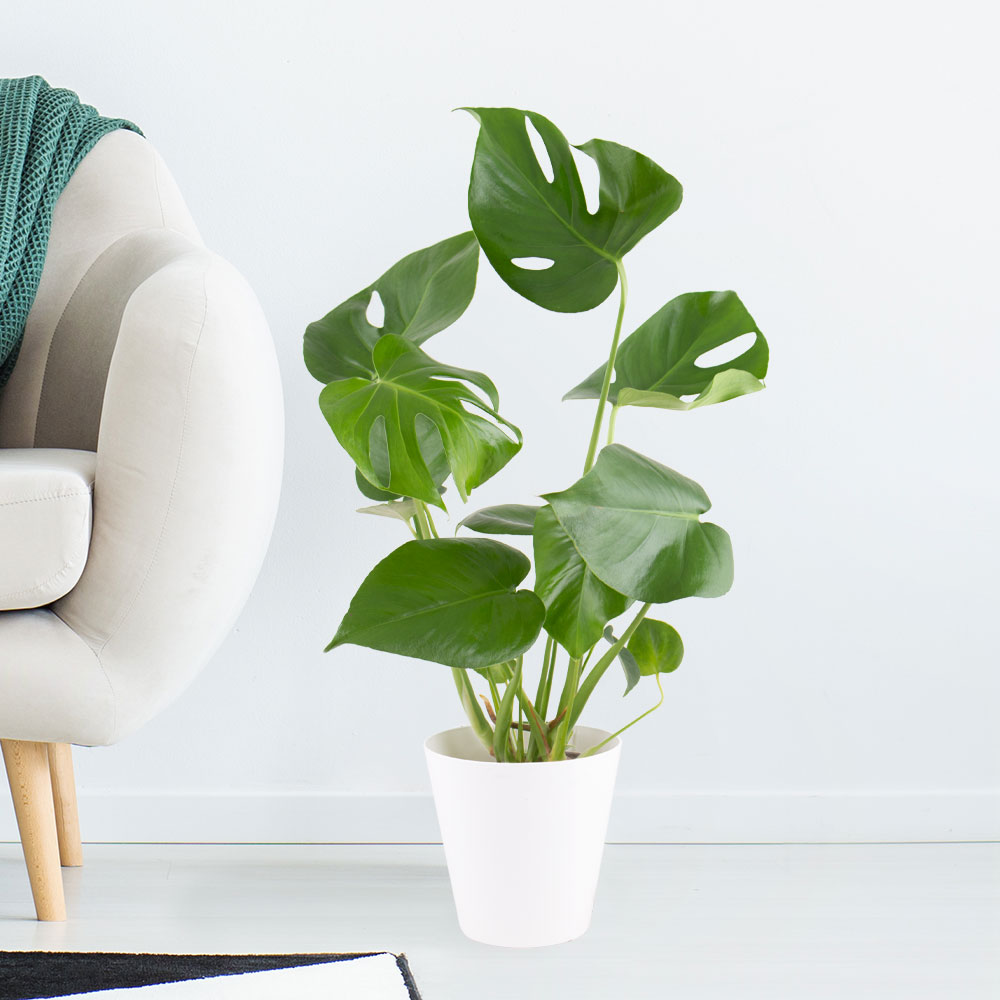 Monstera + gratis Topf | +/- 50 cm | ø 14 cm | Fensterblatt