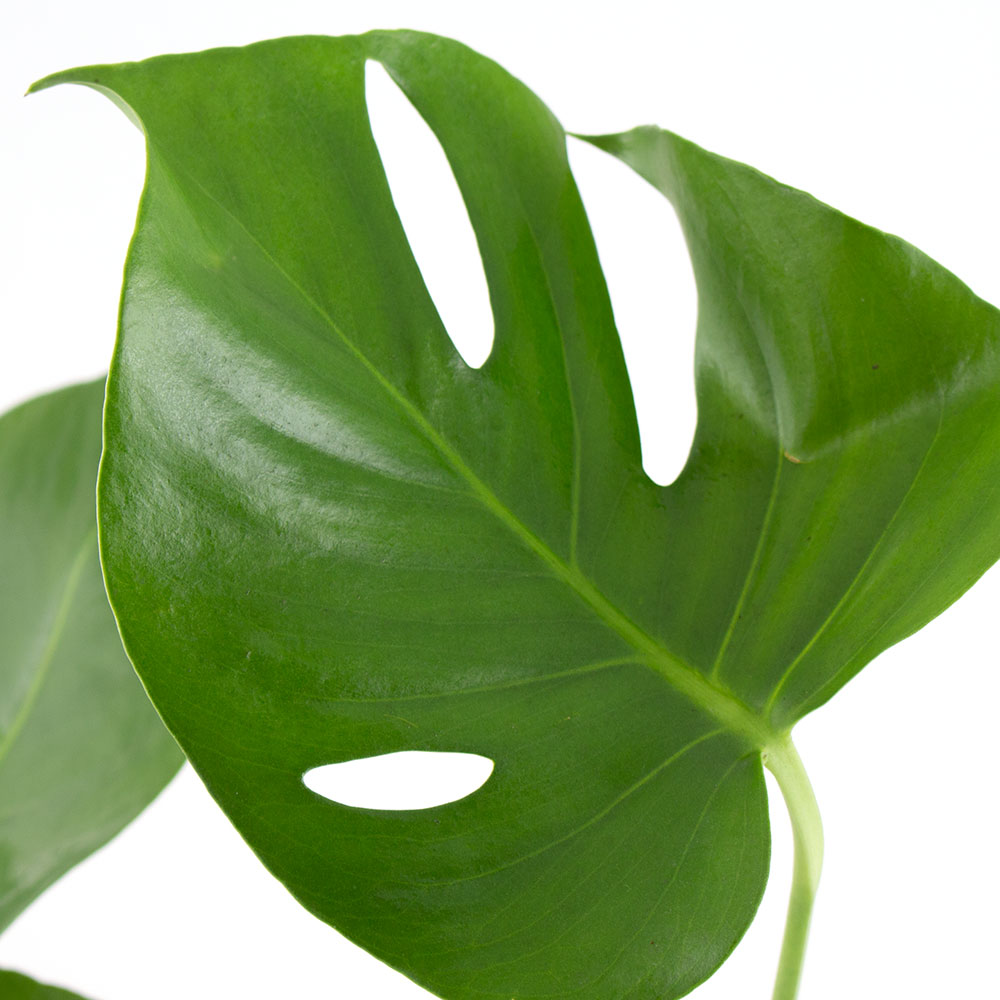 Monstera + gratis Topf | +/- 50 cm | ø 14 cm | Fensterblatt – Bild 2