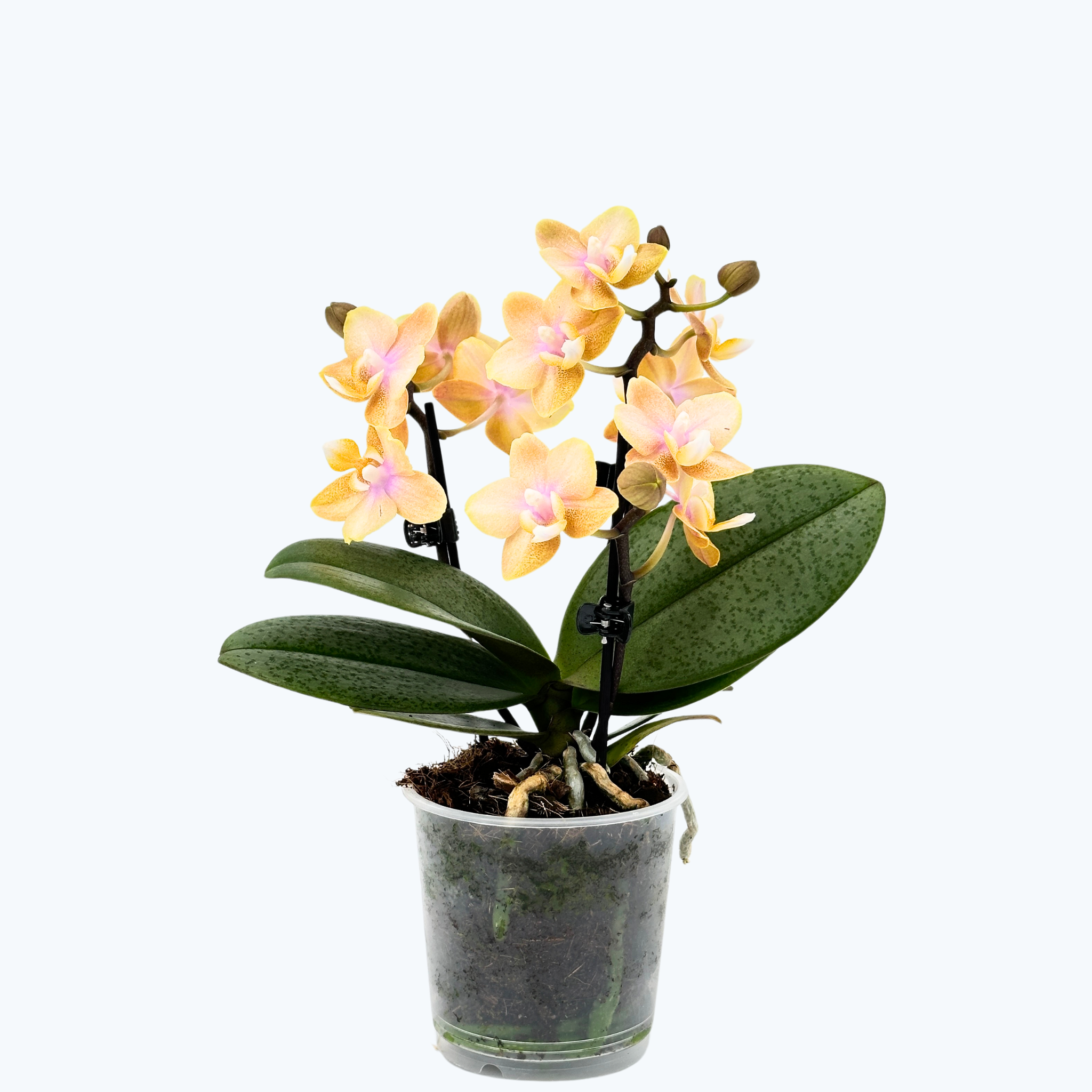 Duftorchidee Table Dance Elemental mit gelben Blüten mit 3 Rispen