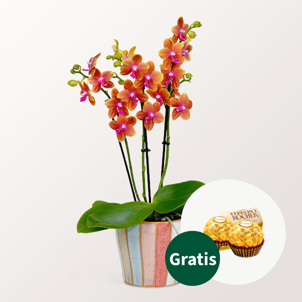 Orange Orchidee im Keramiktopf