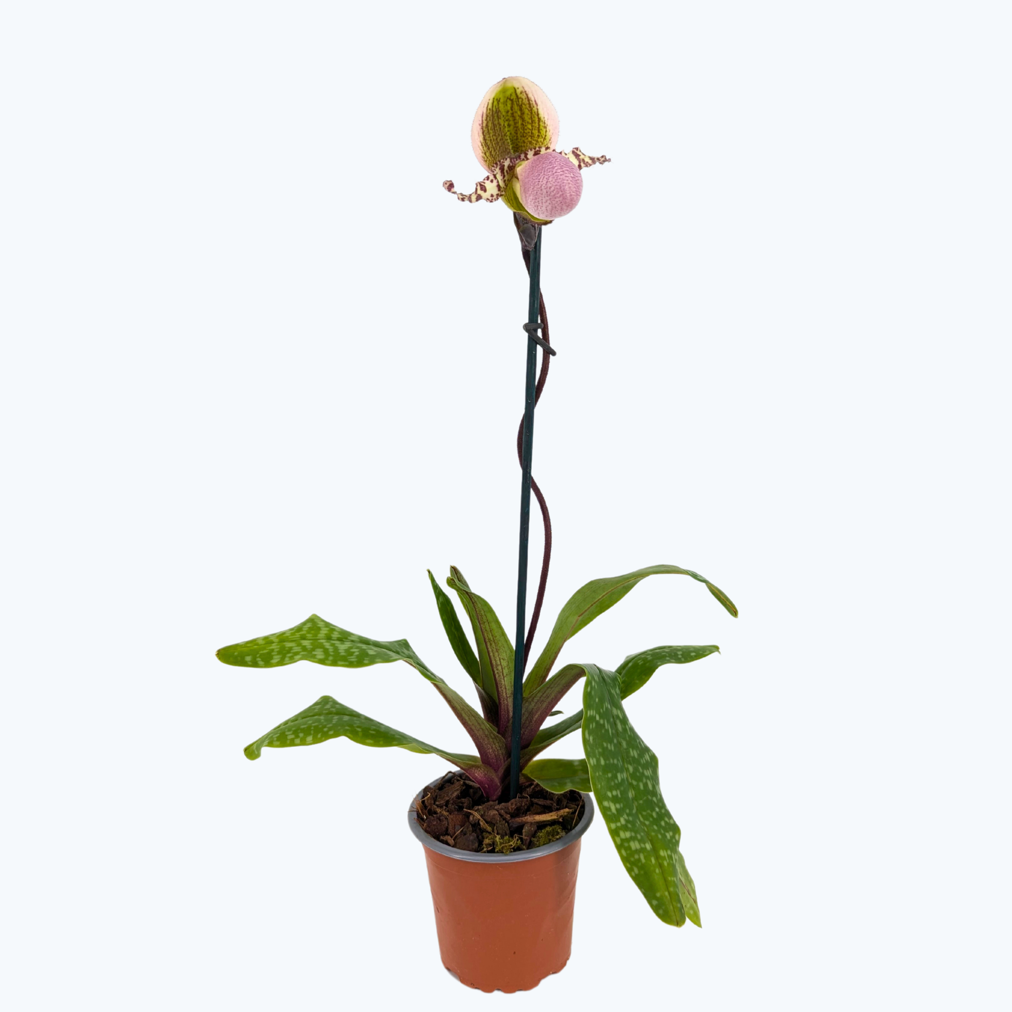 Frauenschuh Paphiopedilum Pinocchio mit gr&uuml;n-rosafarbener Bl&uuml;te und 1 Rispe im 9cm Topf