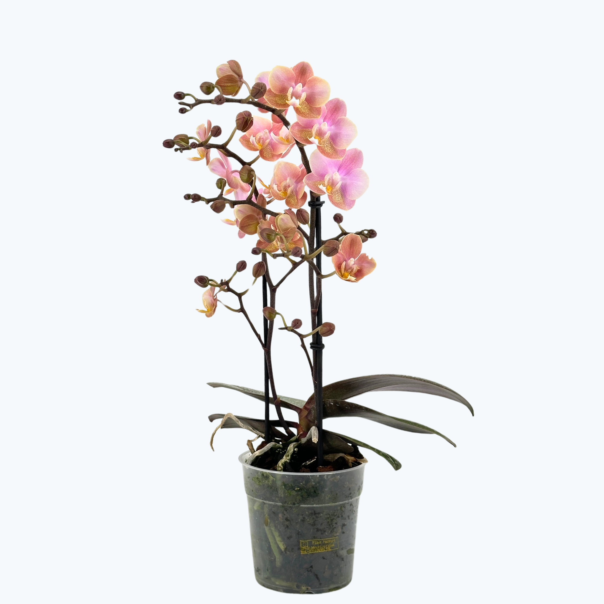 Phalaenopsis Duftorchidee mit 3 Rispen