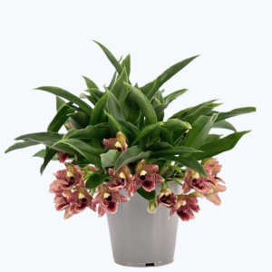 Promenaea Sunlight mit braun gefleckten Blüten