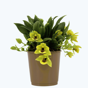 Promenaea Sunlight mit grünen Blüten - Black Lip