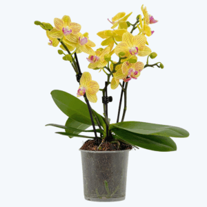 Table Dance Lima mit gelb-gestreiften Blüten und 3 Rispen