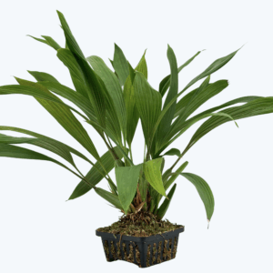 Coelogyne dayana Solitärpflanze im Orchideenkorb mit Rispenansatz - Rarität!