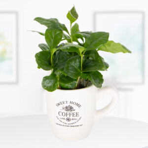 Kaffeepflanze in Tasse | +/- 20 cm | ø 11 cm