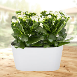 Weißes Flammendes Käthchen + gratis DUO-Topf | +/- 30 cm | ø 12 cm | Kalanchoe