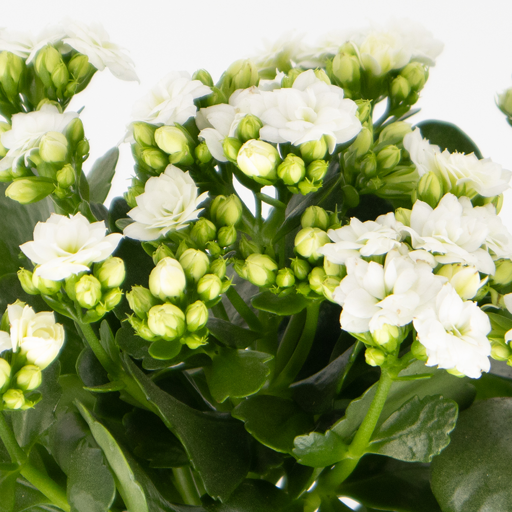 Weißes Flammendes Käthchen + gratis DUO-Topf | +/- 30 cm | ø 12 cm | Kalanchoe – Bild 2