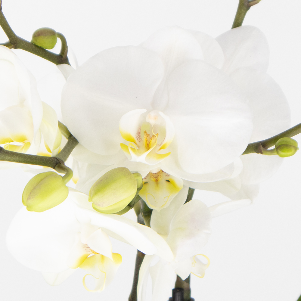 Weiße Orchidee + gratis Topf | +/- 40 cm | ø 12 cm | Phalaenopsis – Bild 2