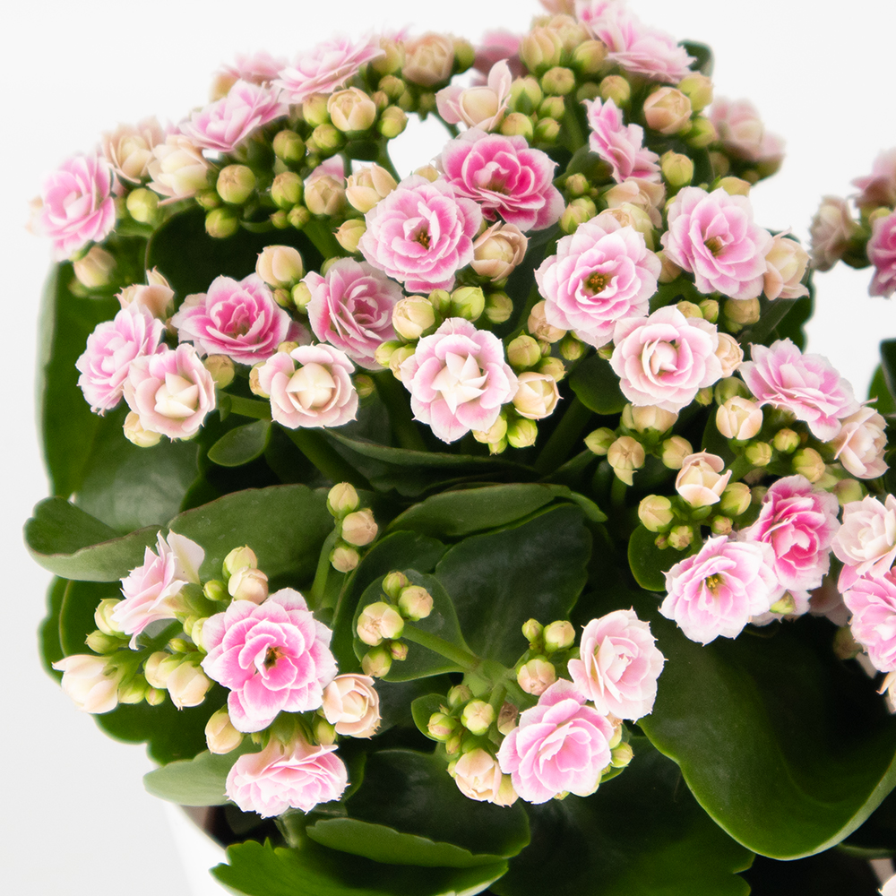 Rosa Flammendes Käthchen + gratis DUO-Topf | +/- 30 cm | ø 12 cm | Kalanchoe – Bild 2