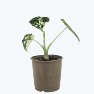 Alocasia Fryderek Variegata mit grün-weißen Blättern
