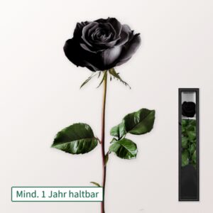 Schwarze haltbare Rose mit Stiel