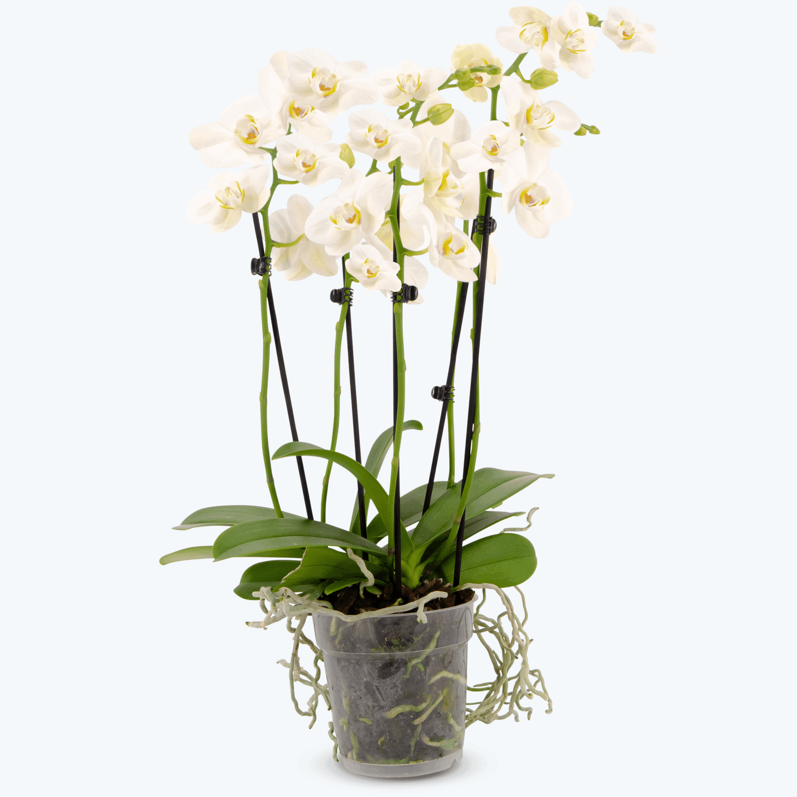 Große Two of Us Weiß mit weißen Blüten und 4+ Rispen