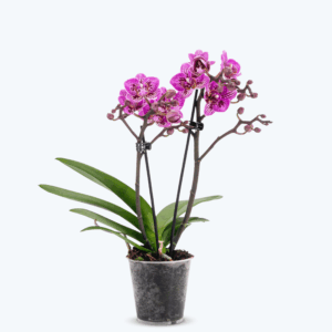 Table Dance Aliyah Spots mit rosa-violett-gefleckten Bl&uuml;ten und 2 Rispen