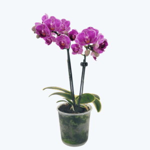 Phalaenopsis Vivien variegata mit panaschiertem Laub und 2 Rispen