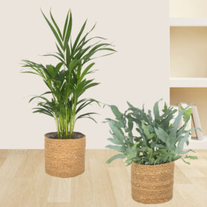 2er-Set Goldfruchtpalme & Goldtüpfelfarn | +/- 30-70 cm | ø 14-17 cm