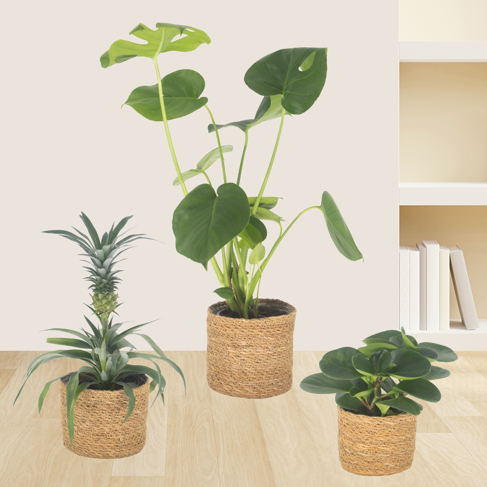 3er-Set Ananas, Monstera & Peperomia | +/- 15-60 cm | ø 12-14 cm