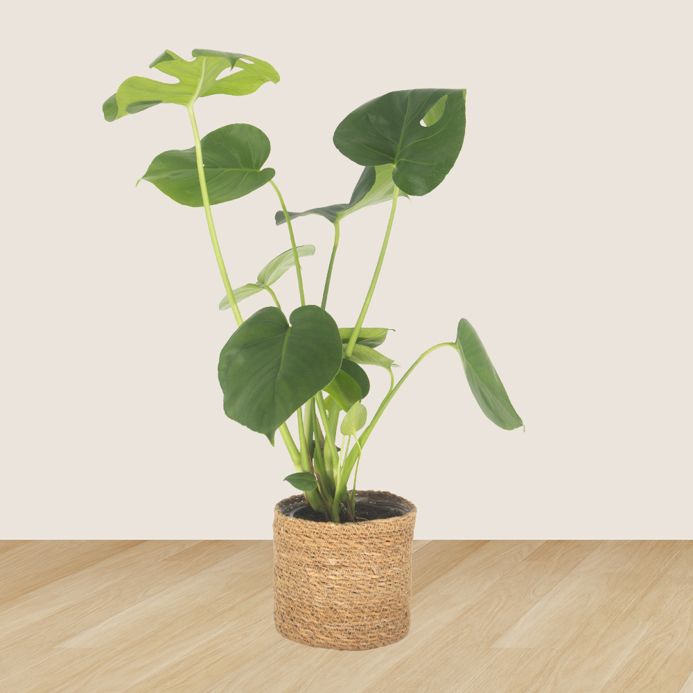 3er-Set Ananas, Monstera & Peperomia | +/- 15-60 cm | ø 12-14 cm – Bild 2