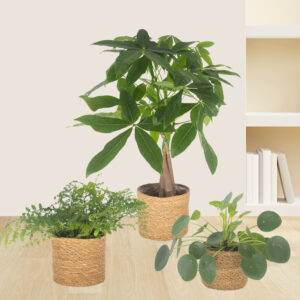 3er-Set Pachira, Nestfarn & Pilea | +/- 15-60 cm | ø 12-14 cm