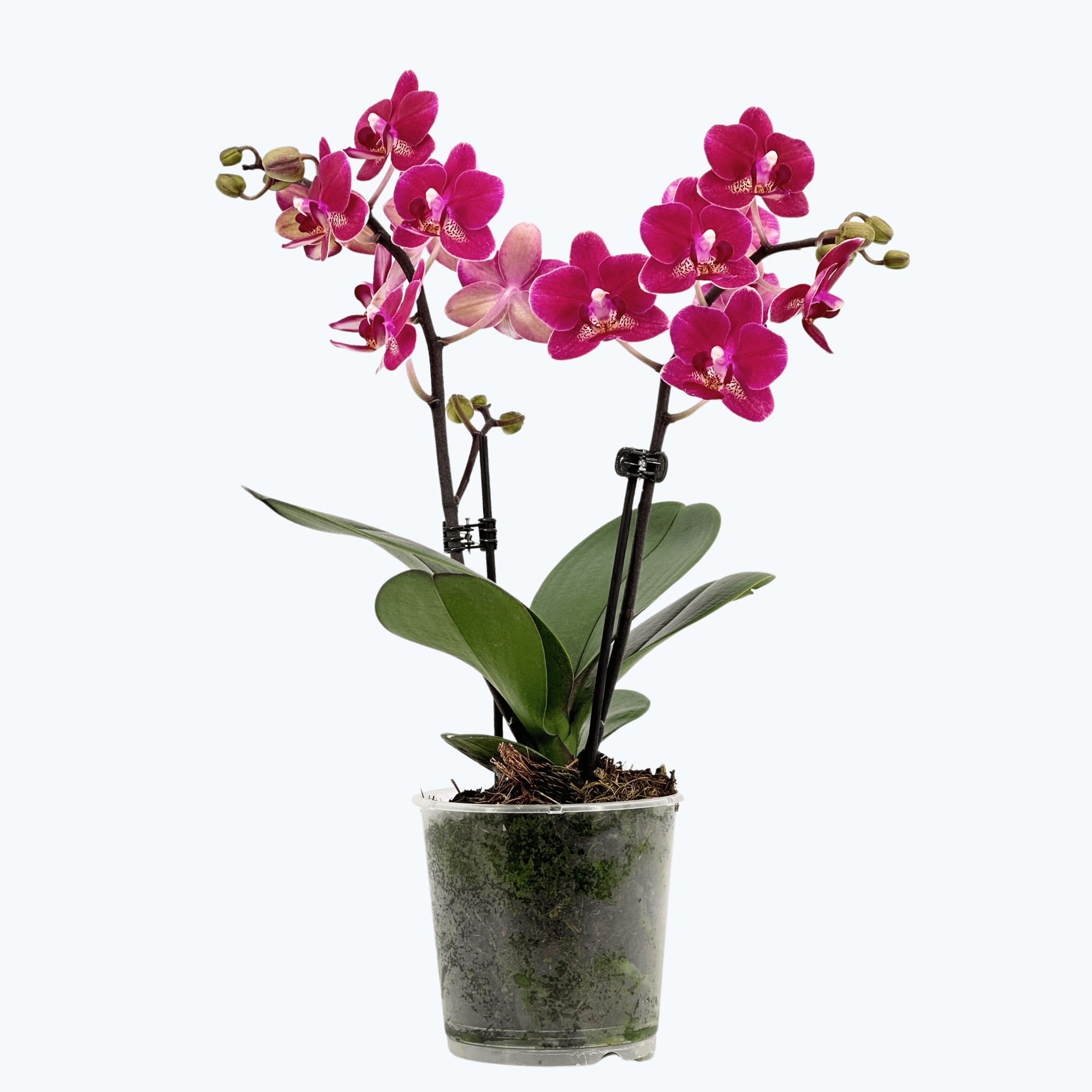 Table Dance Chamonix mit weinroten Blüten und 2 Rispen