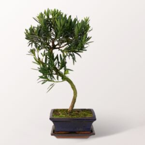 Bonsai Podocarpus