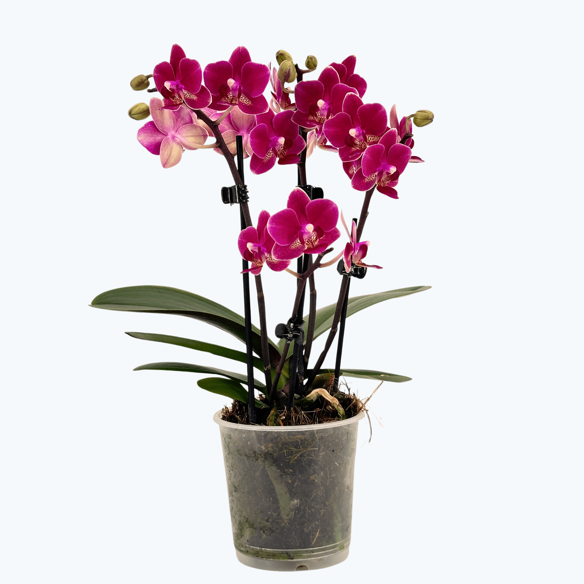 Table Dance Chamonix mit weinroten Blüten und 3 Rispen