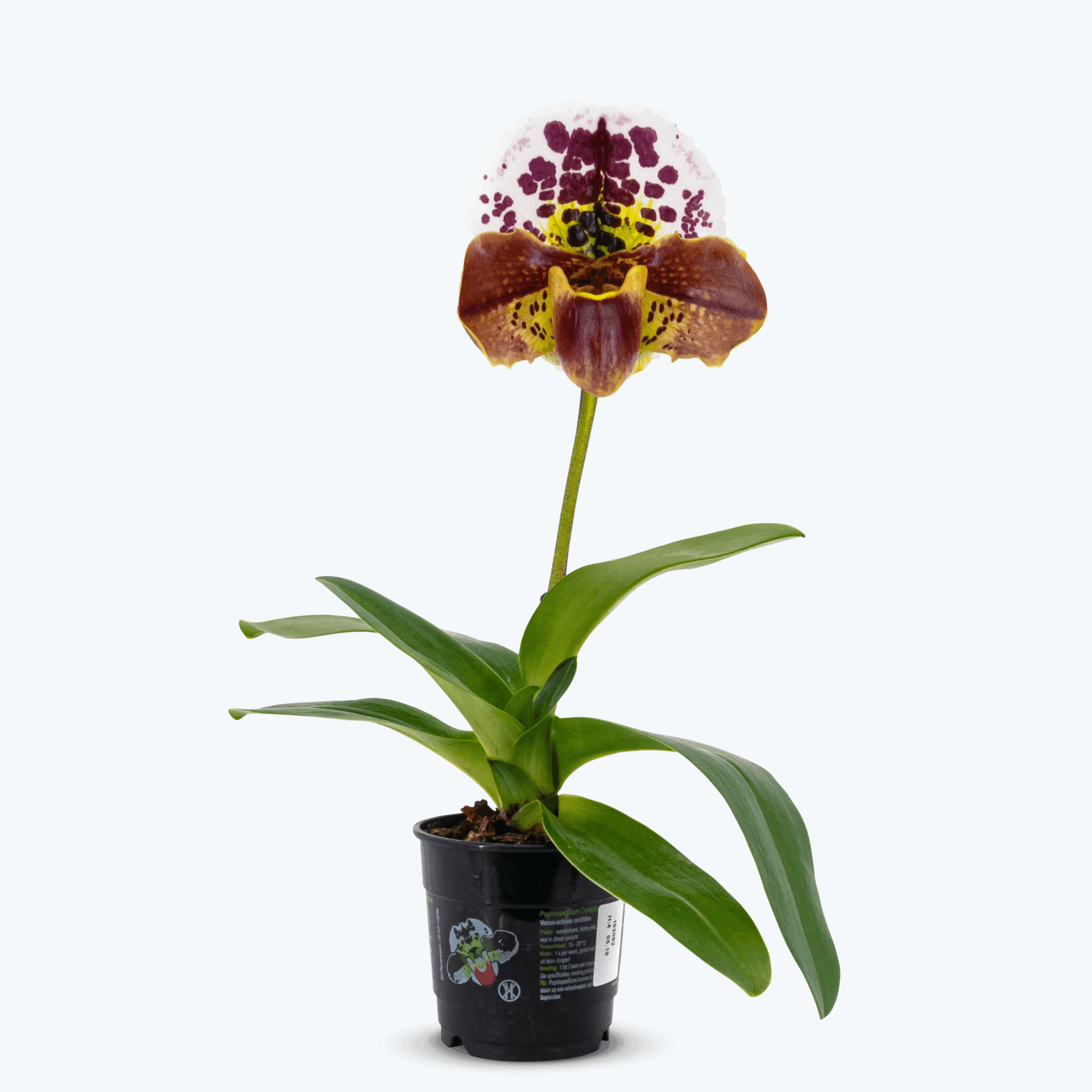 Frauenschuh Paphiopedilum Amerikanische Hybride mit getupfter Blüte und 1 Rispe