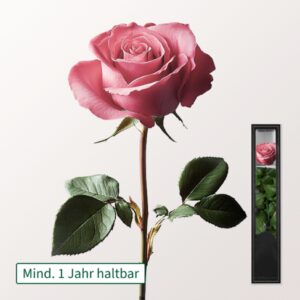 Pinke haltbare Rose mit Stiel
